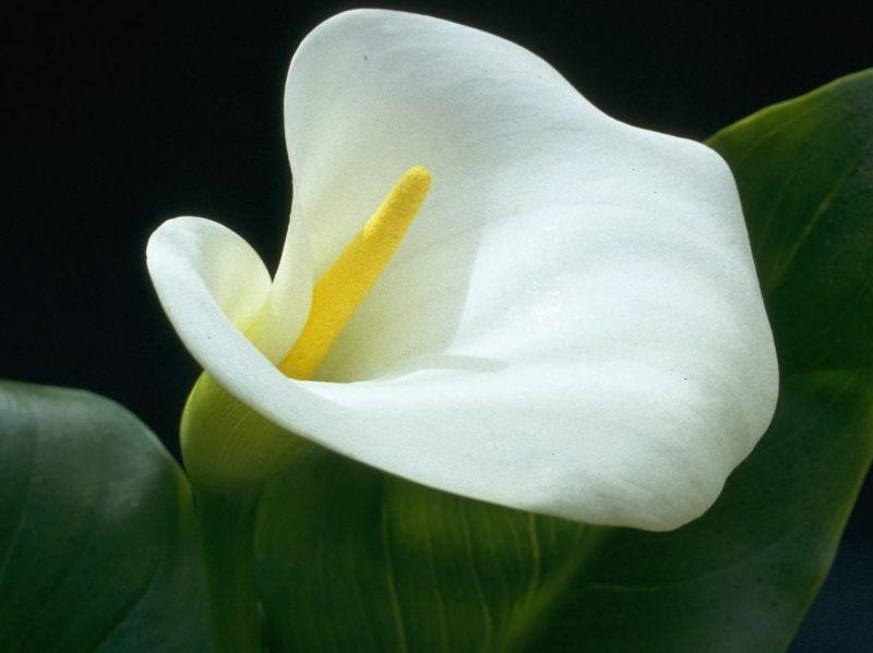 calla.jpg