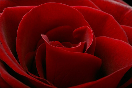 rosa-rossa.jpg