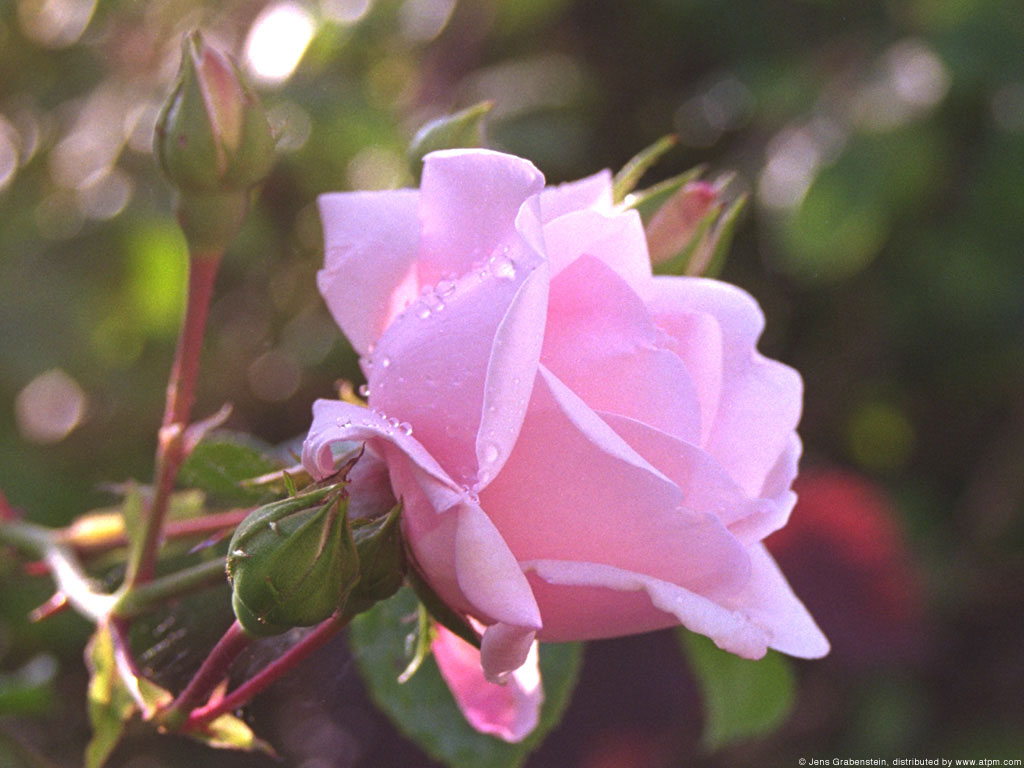 rose-close-up.jpg